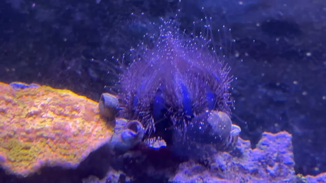 Tuxedo urchin spawning