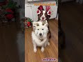 Waiting for Santa like... 🦴✨ #PetHoliday #christmasdogs #reindeerdogs #petcostumes #holidaypaws