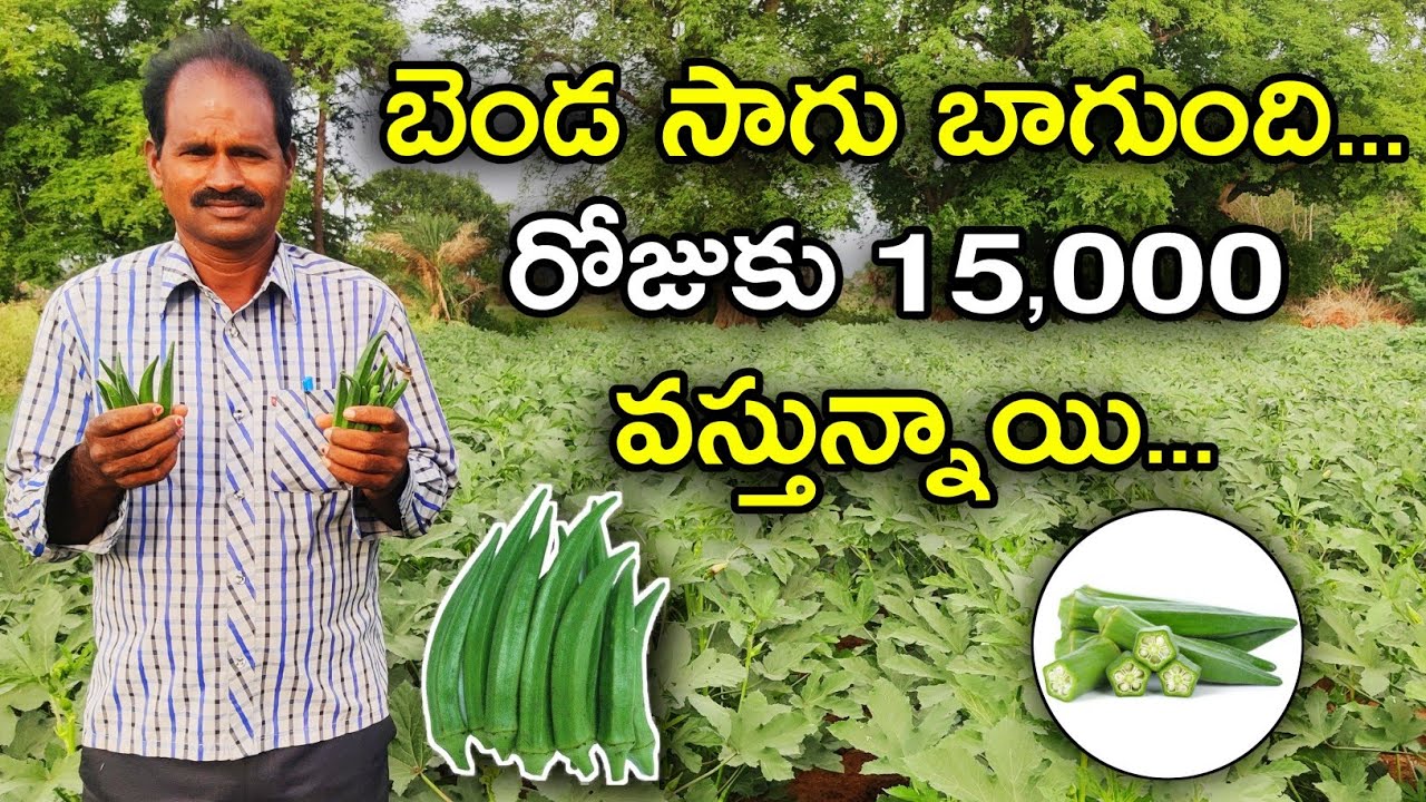 Ladies Finger Cultivation Practices బెండ సాగు చాలా బాగుంది In Telugu By Shiva Agri Clinic