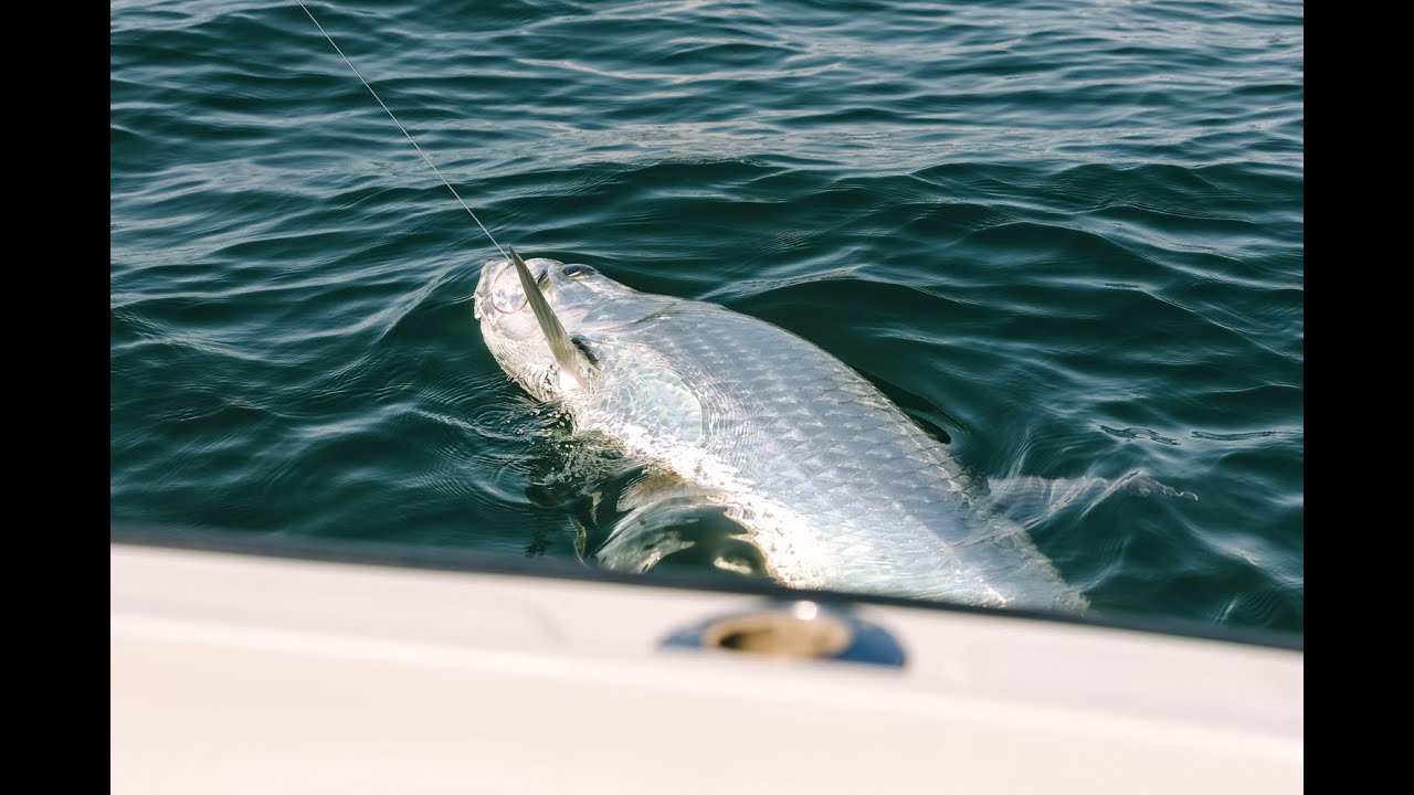 This Is How To Catch Tarpon On Cut Bait 