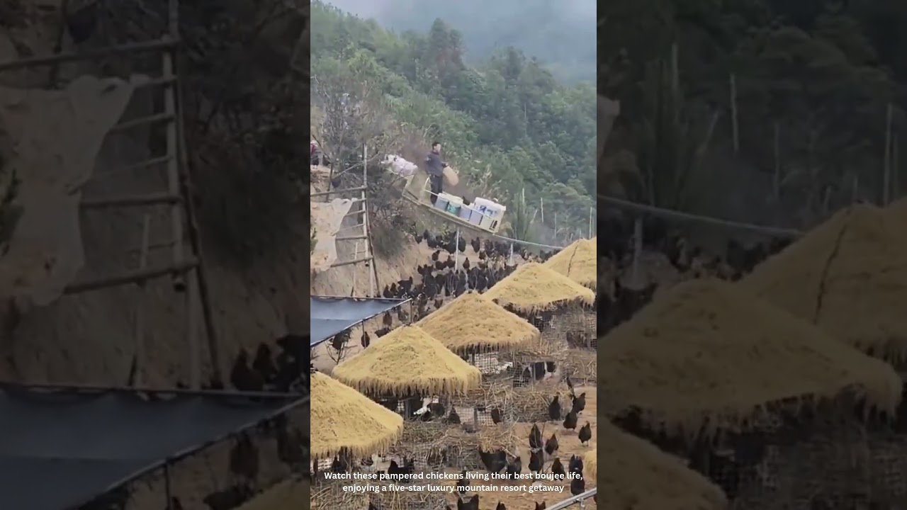 Mountain Resort Chickens?! 🐔🏔️ Living Their BEST Luxury Life! 😂 