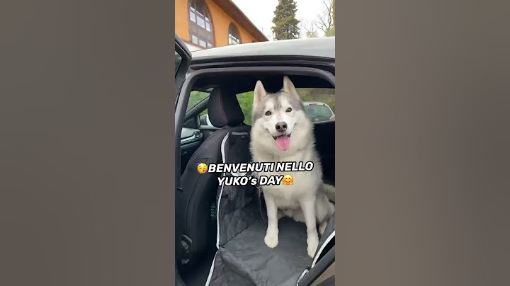 OGGI il mio CANE farà TUTTO ció CHE VUOLE!🤭😍🥳 #vlog #dog #dogs #cane #husky