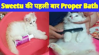 Sweetu ki Pahli Baar Proper Bath | @Sweetupersiancat2024 by Sweetu - The Persian Cat 610 views 1 month ago 12 minutes, 3 seconds