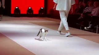 Кошка вторгается в показ мод и учит моделей как нужно ходить по подиуму! Кошка вторгается в показ мод и учит моделей как нужно ходить по подиуму!