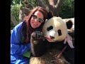 2018 china chengdu panda hug