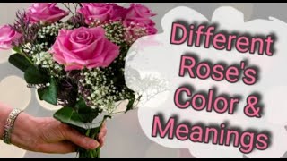 Different Rose's Color & Meanings