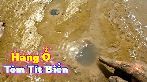 Tìm Bắt Tôm Tít Biển Chạm Phải Sinh Vật Gây Ngứa | Gia Đình Cần Giờ .105 |