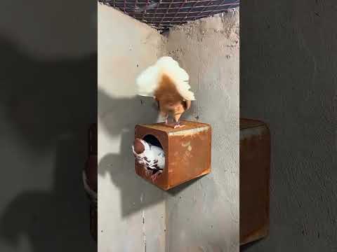 حمام سوريا سوريا اكسبلور ممكن اشتراك بالقناة طيور حمام صيد صيد طيور