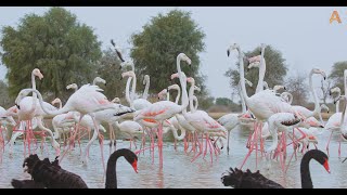 Animalia - Ramadan Kareem - Birds at Al Qudra lakes by Animalia 311 views 1 month ago 1 minute, 49 seconds