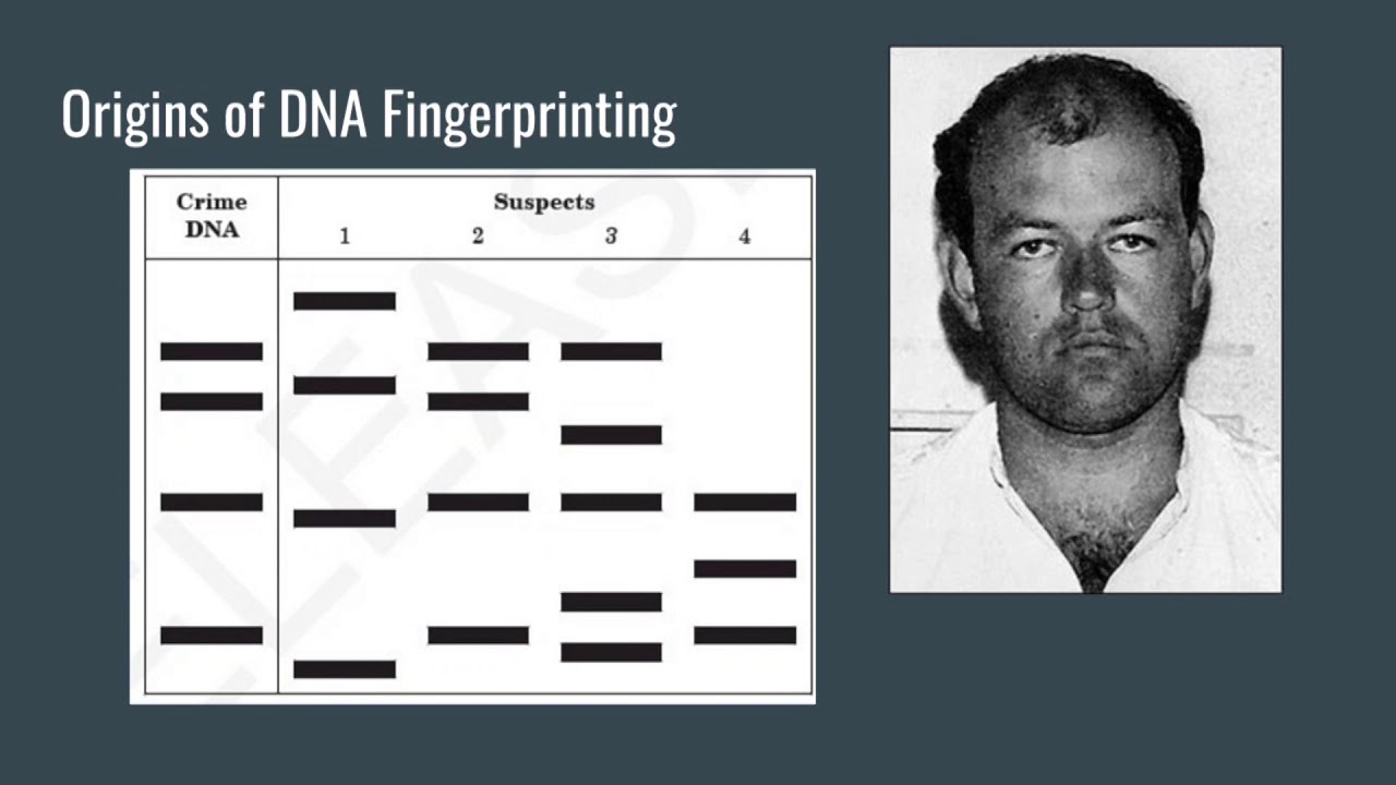 Dna Interest Group Dna Databases And Crime Scene Investigation Youtube