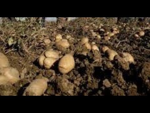 Video: Zahteve Glede Zemlje Za Krompir