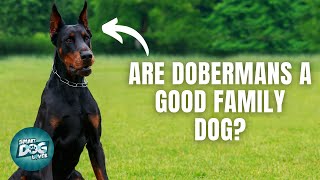 12 Things Only Doberman Pinscher Dog Owners Understand