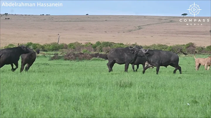 Buffalo Herd Save Calf from Lion Attack