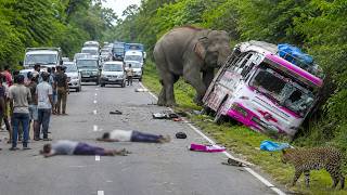 Sires Of World Hart Stopping Elephant Attack 2026.