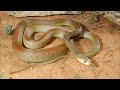 10 Самых Опасных Змей в Мире | Самые ядовитые змеи на планете
