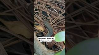Встретил змею на Майами бич#майами #змея #джунгли #майамибич #природа #сша
