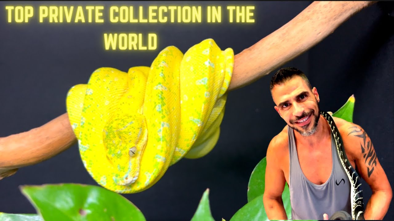 I visited one of the nicest private reptile collections in the world | Ari Eli Max Arboreals