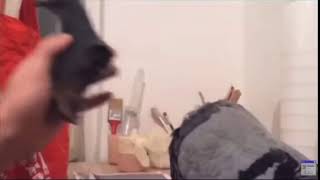 Wilbur Gets Heartbroken By A Pigeon