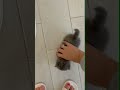 Cute cat viral funny shorts