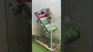 Best Mouse Trap Idea/Best Home Mouse Trap #Mousetrap #Mousetrap2022 #Rattrap #Rat