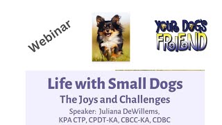 Life With Small Dogs – The Joys & Challenges 12223