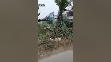 (1) Có rất ít Quất Lục Bình Tết 2022. Vì rất tốn công uốn.