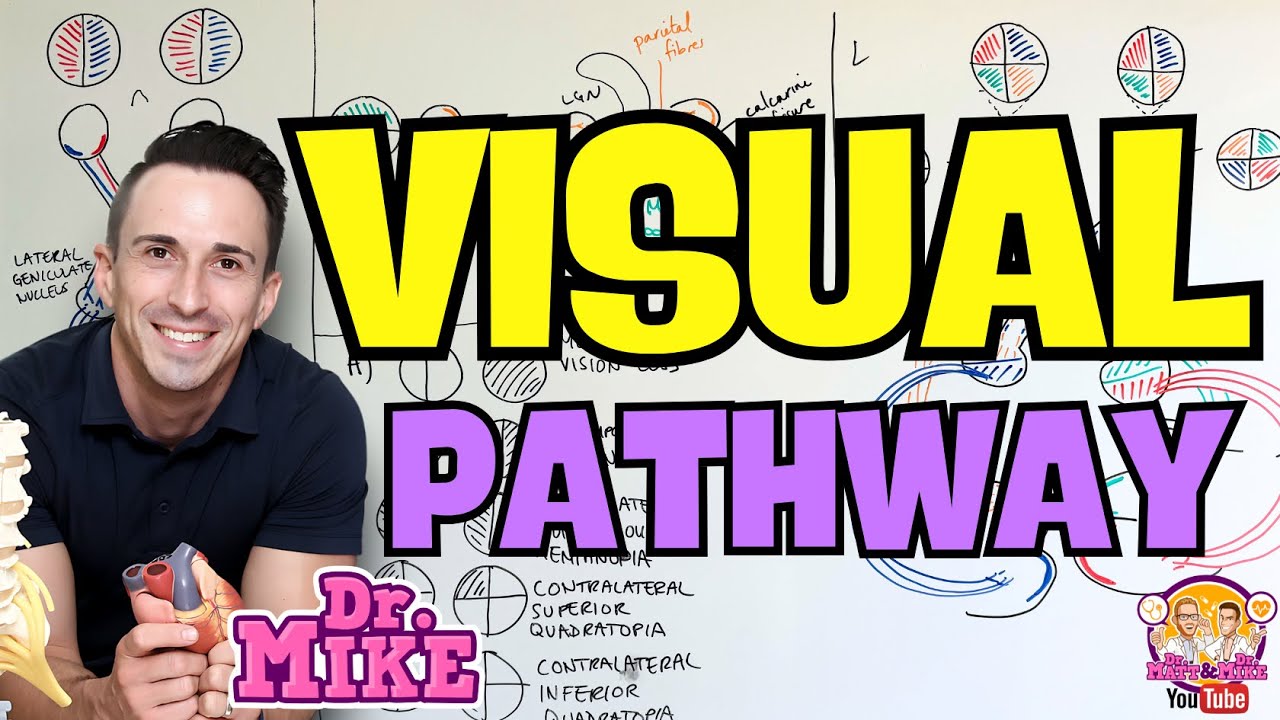 Visual Pathway
