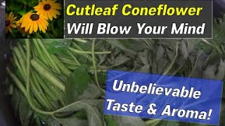 🌱 Cutleaf Coneflower : Surprisingly amazing taste and aroma — a must-grow plant! screenshot 2