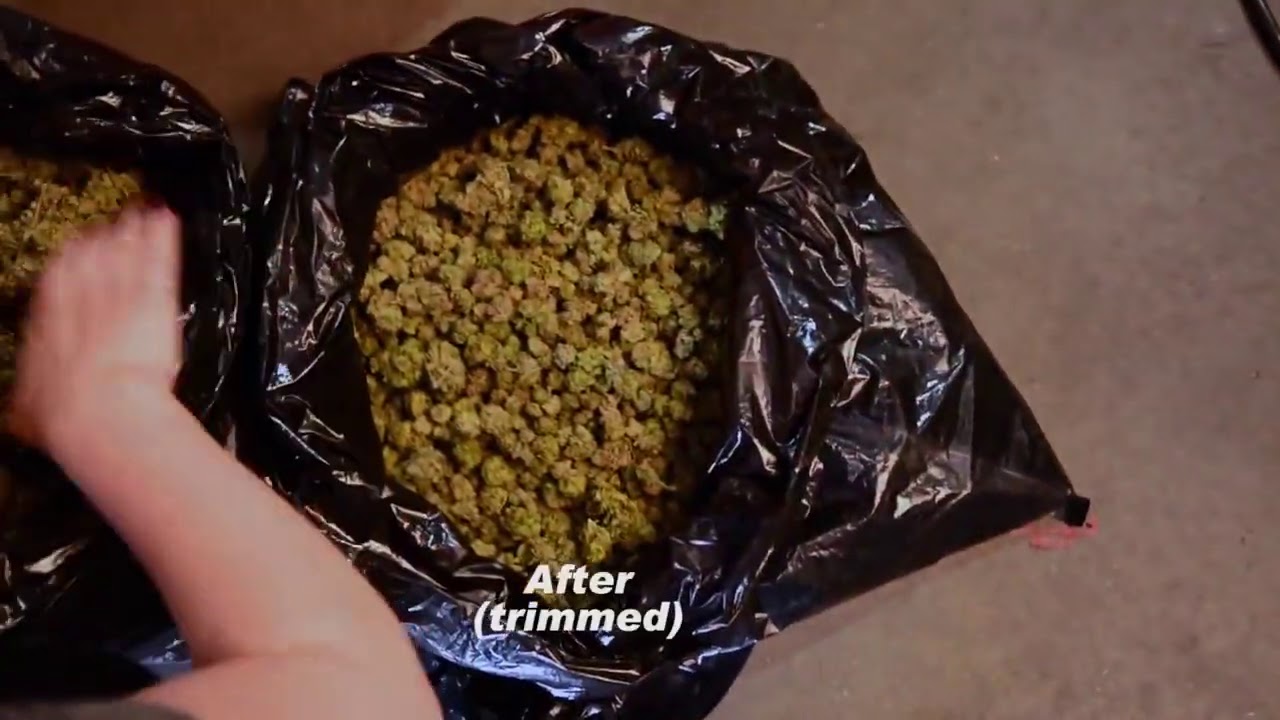 CenturionPro Mini   Trimming Dry