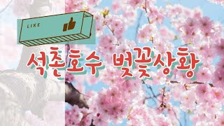 잠실 석촌호수에 벚꽃이 얼마나 피었을까? Korea Cherry Blossom Festival