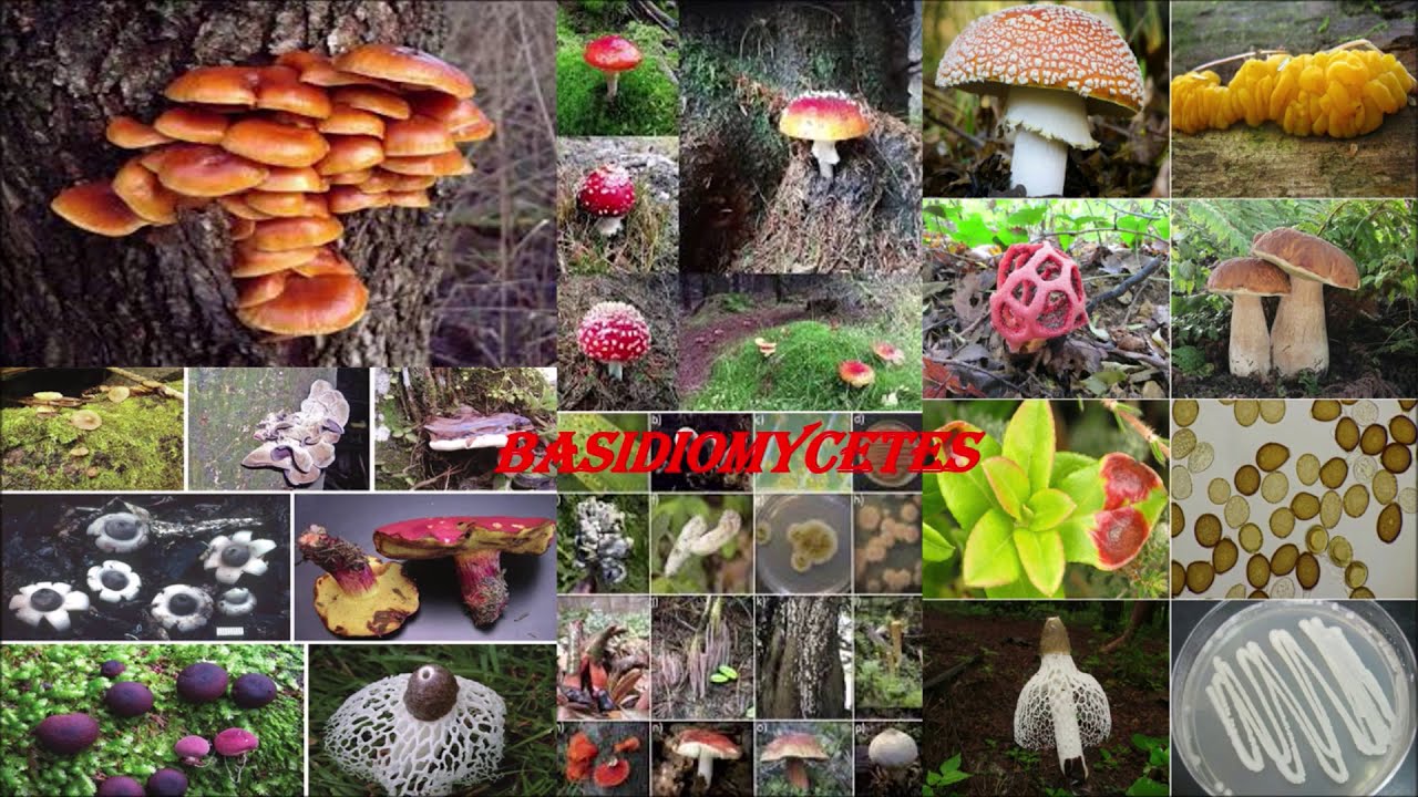 Learn Basidiomycetes With Vc In Six Minutes Ii Kingdom Fungi Ii Neet Biology Ii Vcacademy Ii Vc Sir Youtube