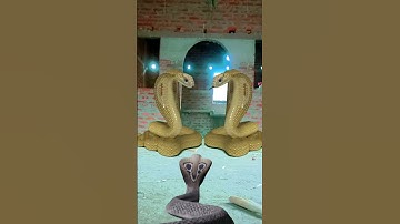 Nag nagin snake 🐍 viral video nagin Kinemaster Editing Nurul #shorts #short #youtubeshorts #viral