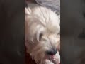 #memes #funnyshorts #viralvideo #funny #trending #cute