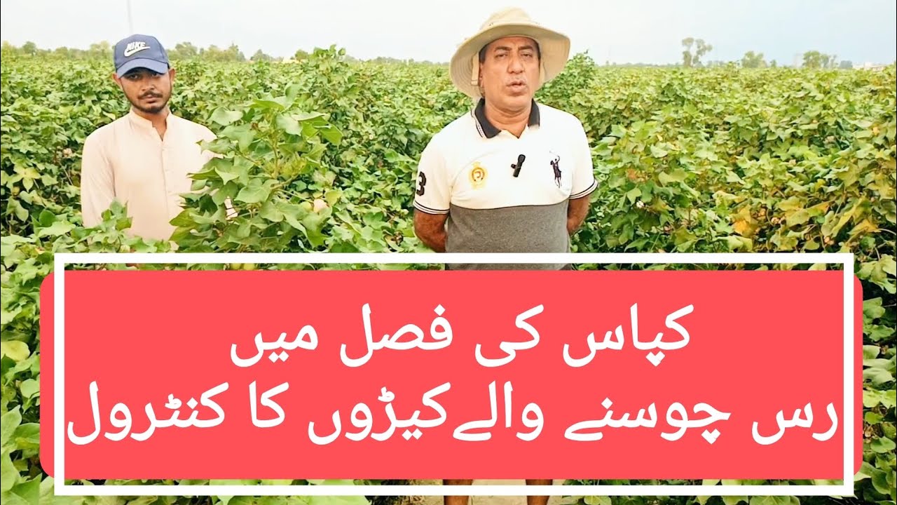 کپاس کی فصل میں رس چوسنے والے کیڑوں کا انسداد