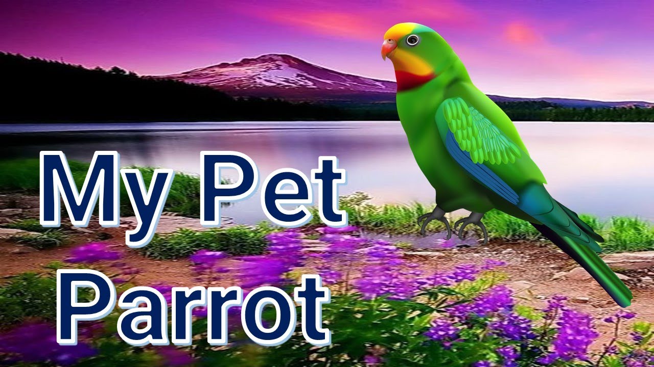 essay on my favourite pet parrot