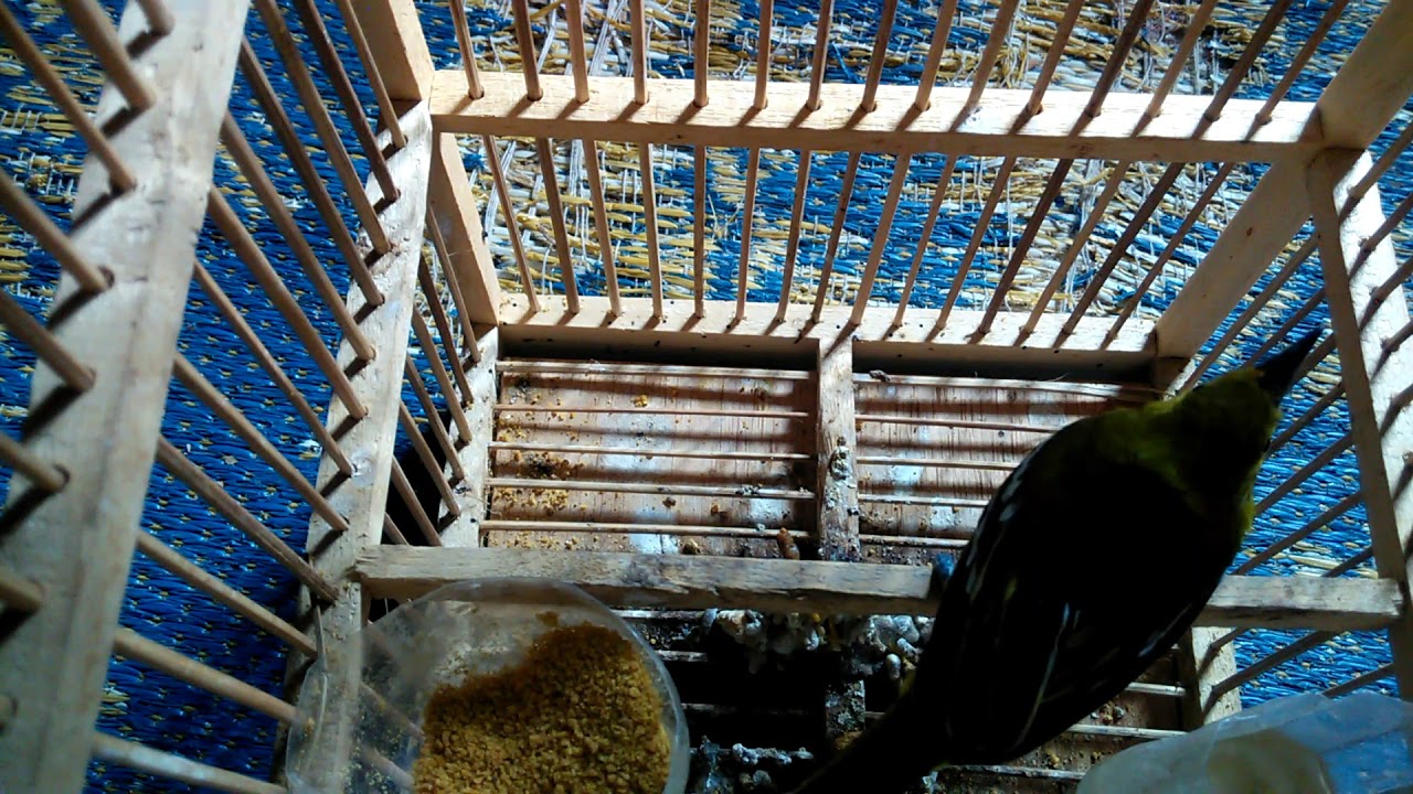 Suara Burung Sirtu Cipoh Betina Cocok Buat Pikatan Youtube