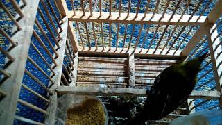 Download Lagu Suara Burung Cipoh Betina Memanggil Jantan Mp3