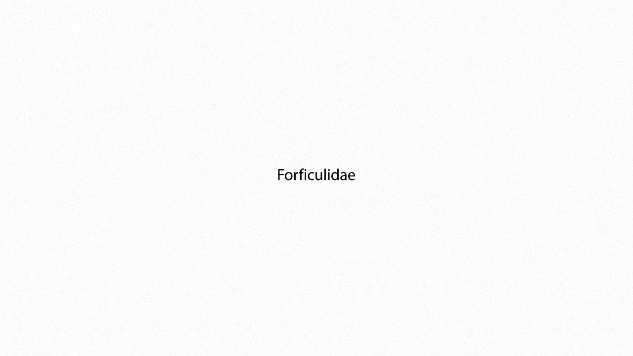 Forficulidae PRONUNCIATION