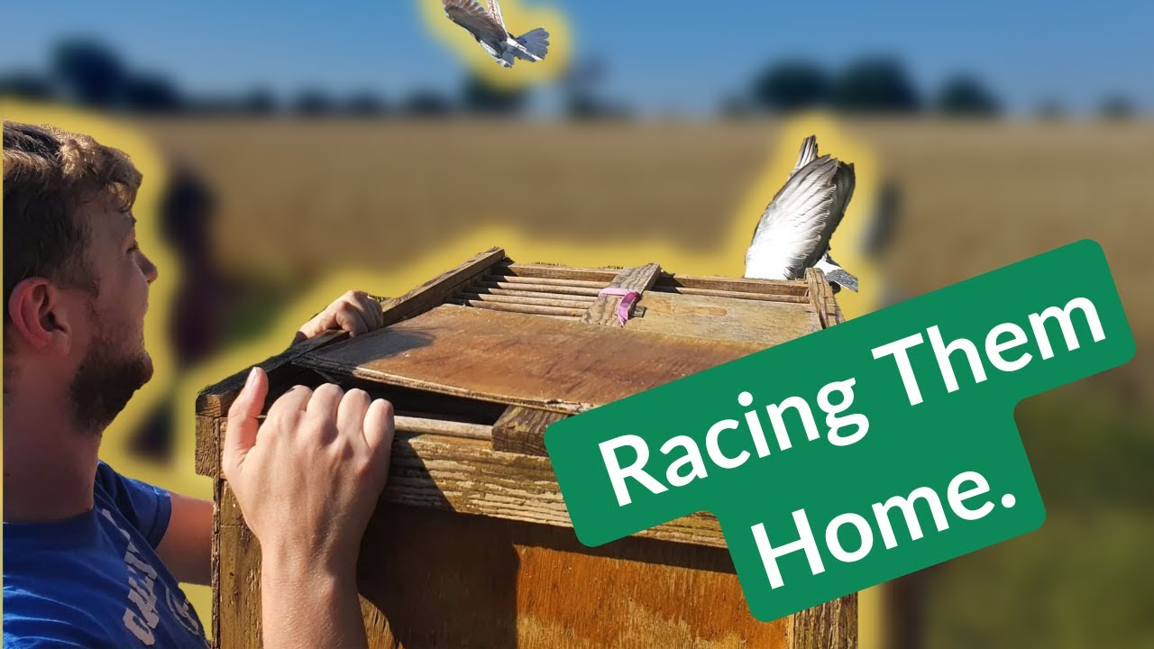 Ash is on Fire! 🔥🔥Young Racing Pigeons Training!