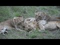 Grooming Lions in South Africa