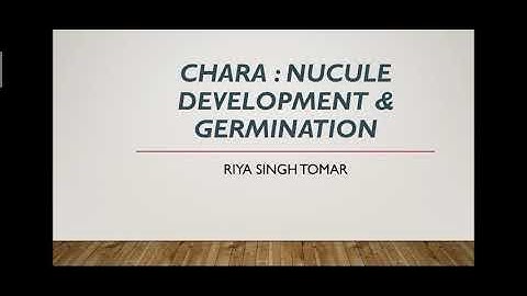 Chara : Germination of Zoospore & Life Cycle