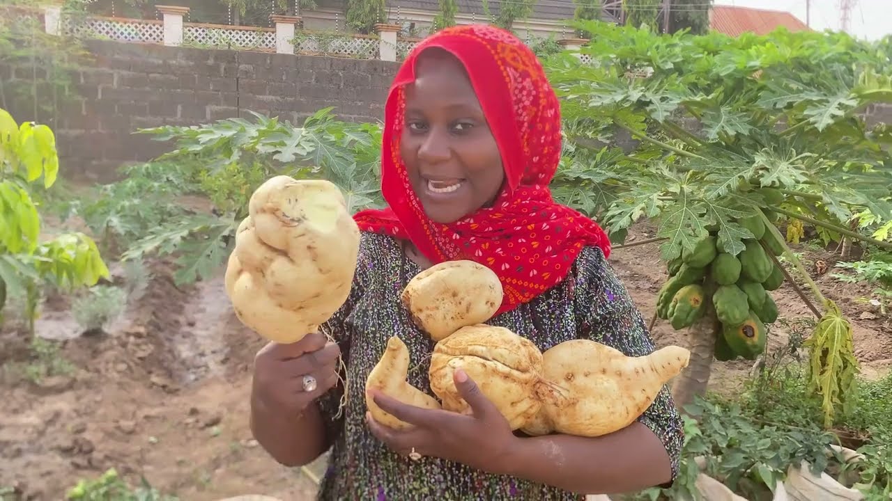 Noman Dankali a Cikin Buhu a Gida - How to Grow Sweet Potatoes in Sacks in Your Home Garden