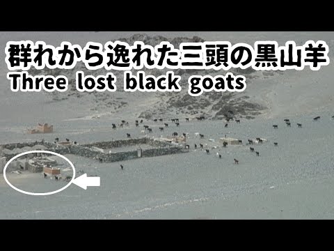 M44 群れから逸れた三頭の黒山羊 / Three lost black goats