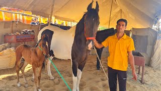 Ablak Mare With Foal at Pushkar Horse Mela 2021