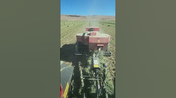Bailing thousands of small bales of alfalfa.