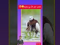 Watch What This Bird Is Doing With Its Chicks Leaves Explore Nature Shots Fy Wildlife 