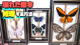 壊れた昆虫標本を修理する方法 後編