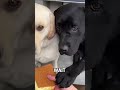 Mom, I Can Do That Too