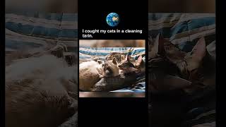 Did you ever saw cat's in a cleaning train?