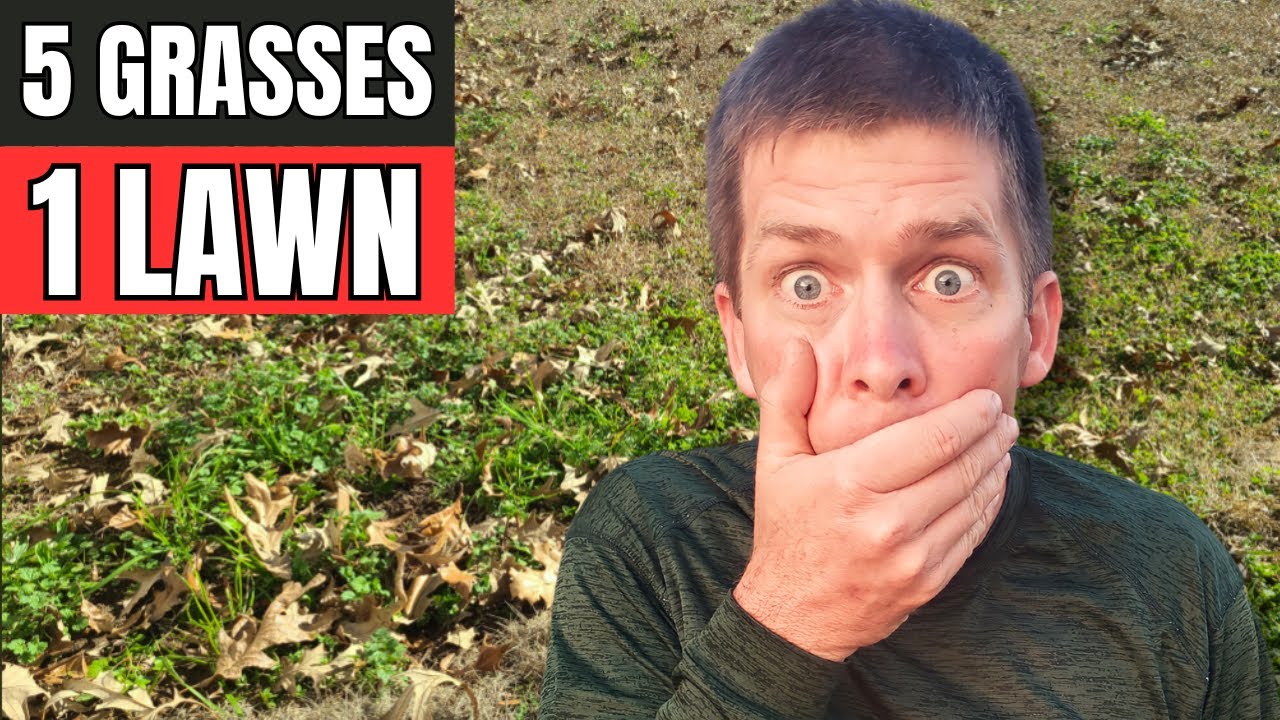 fix-an-ugly-lawn-full-of-weeds-with-5-grass-types-youtube